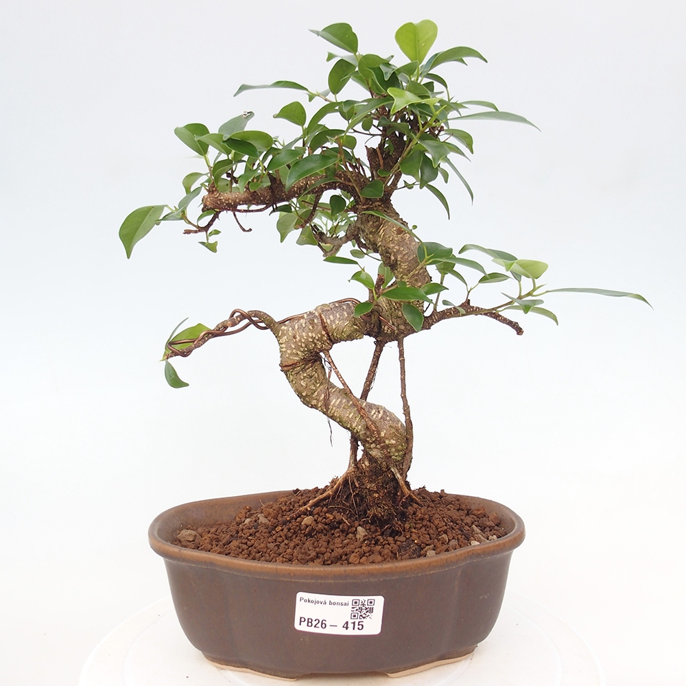 Pokój bonsai - Ficus retusa - figowiec drobnolistny