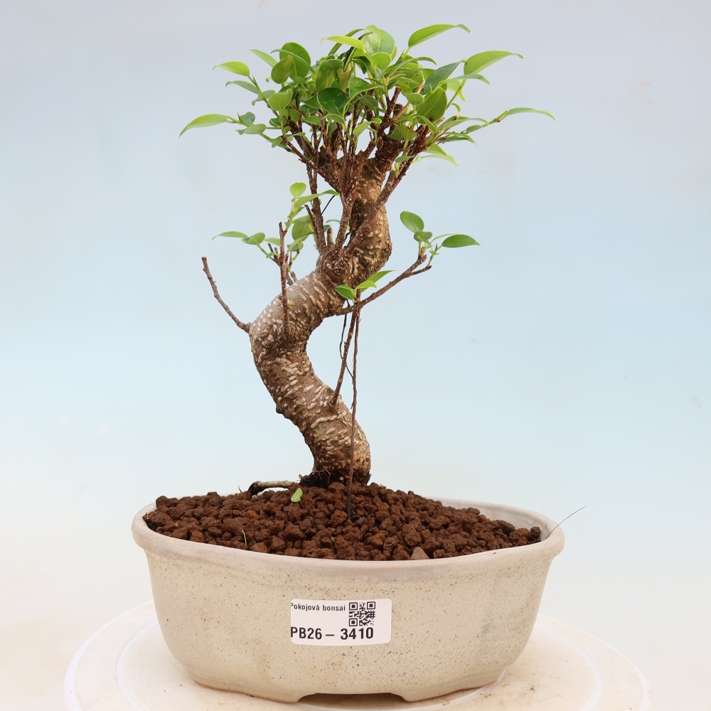 Pokój bonsai - Ficus kimmen - figowiec drobnolistny