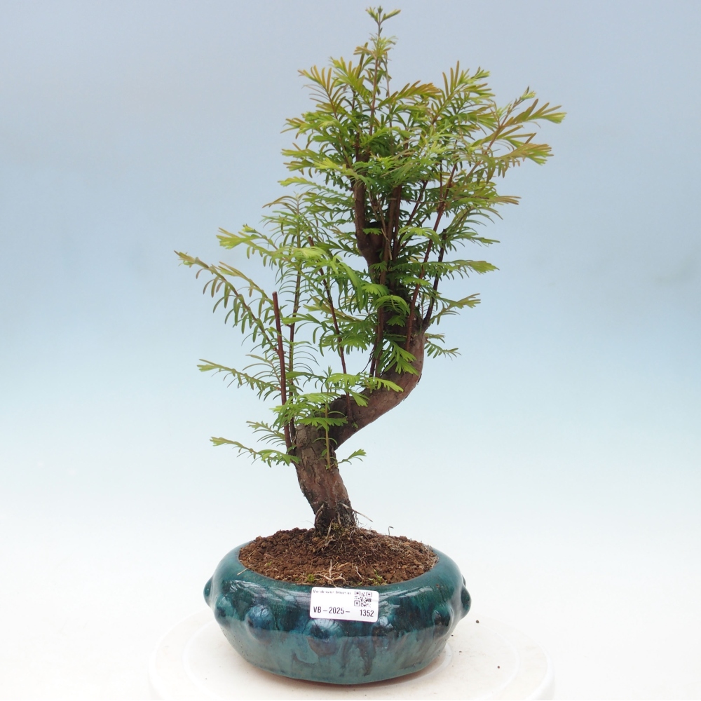 Outdoor bonsai - Metasequoia glyptostroboides - chińskie metasekvoje