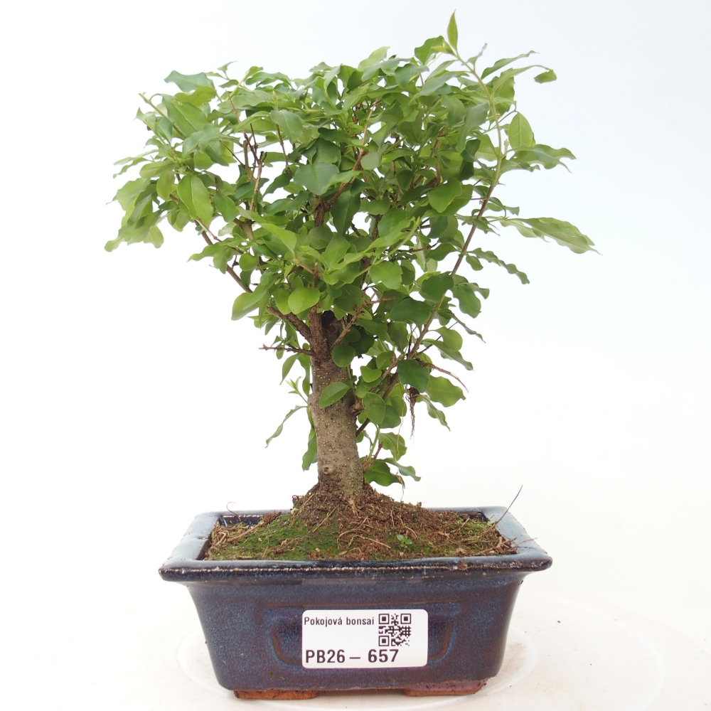 Pokój bonsai - Ligustrum chinensis - Dziób ptaka