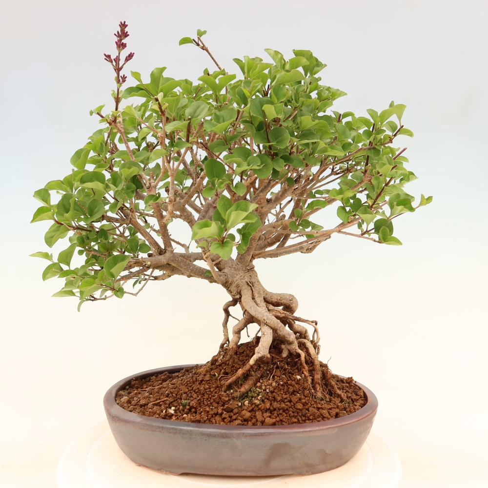 Outdoor bonsai - Syringa microphylla - liliowiec drobnokwiatowy
