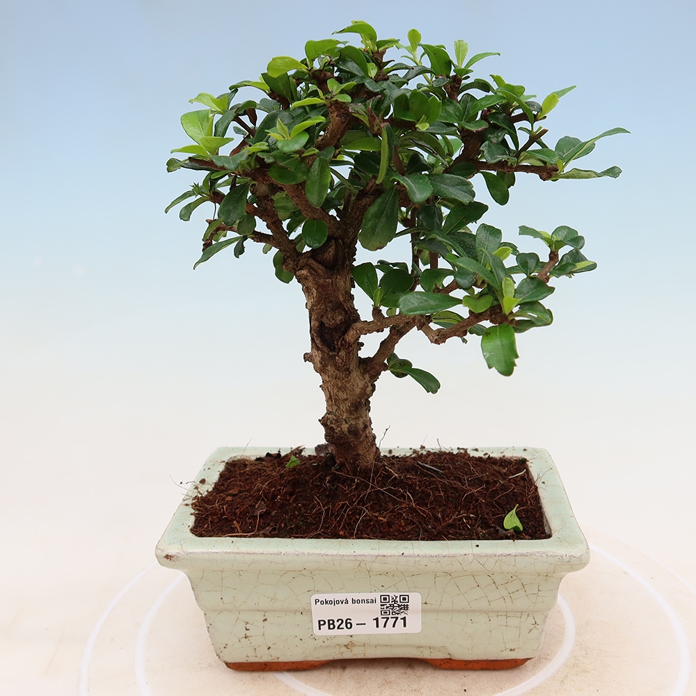 Bonsai pokojowe - Carmona macrophylla - Tea fuki