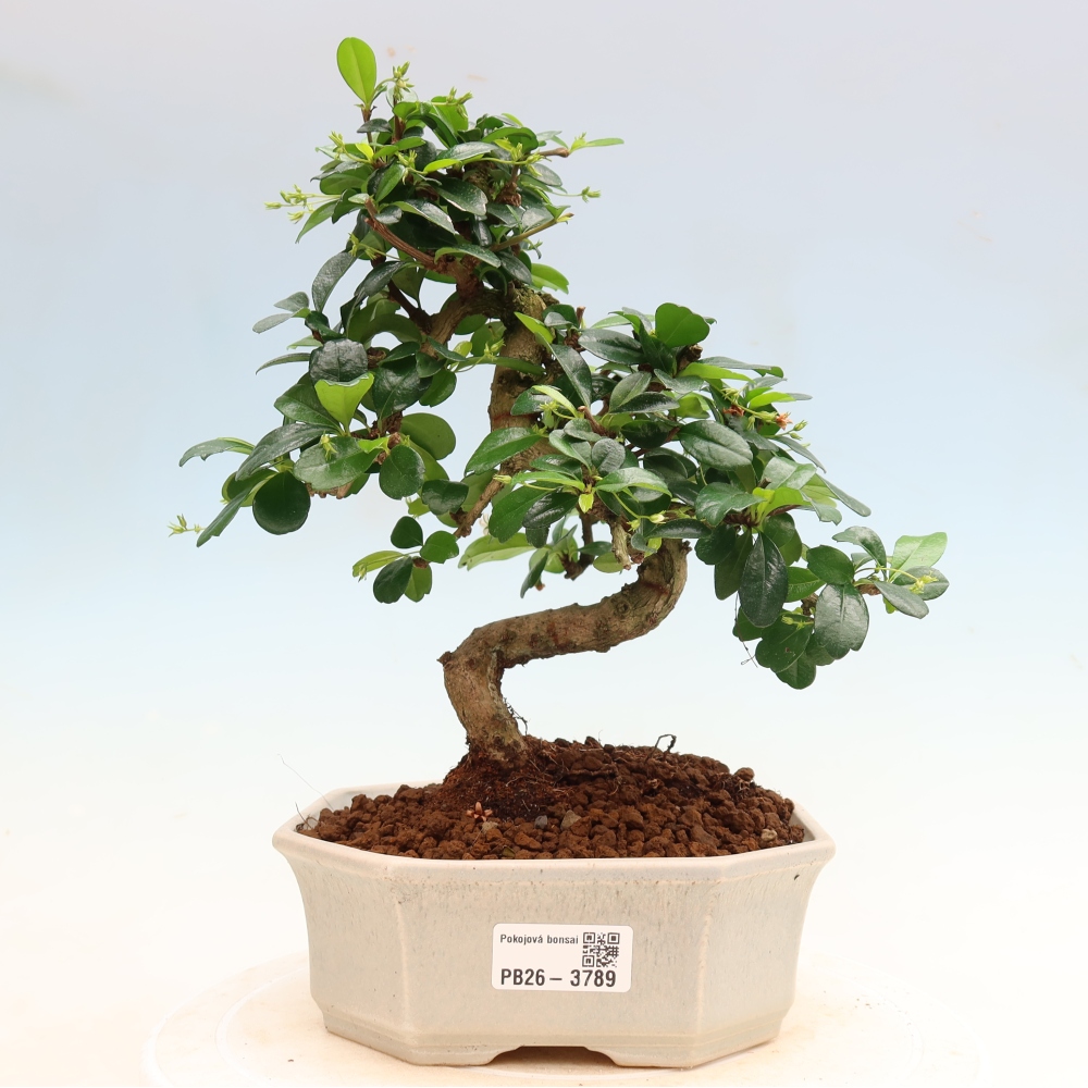 Bonsai pokojowe - Carmona macrophylla - Tea fuki