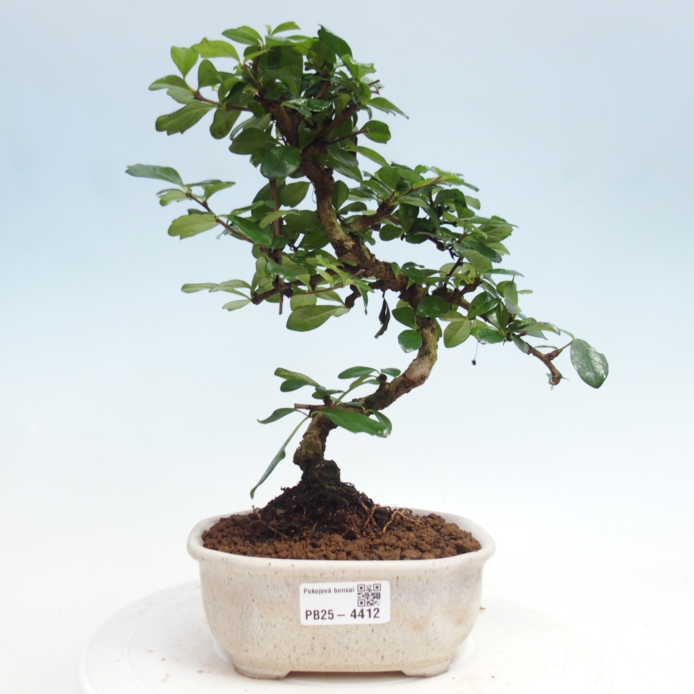 Bonsai pokojowe - Carmona macrophylla - Tea fuki