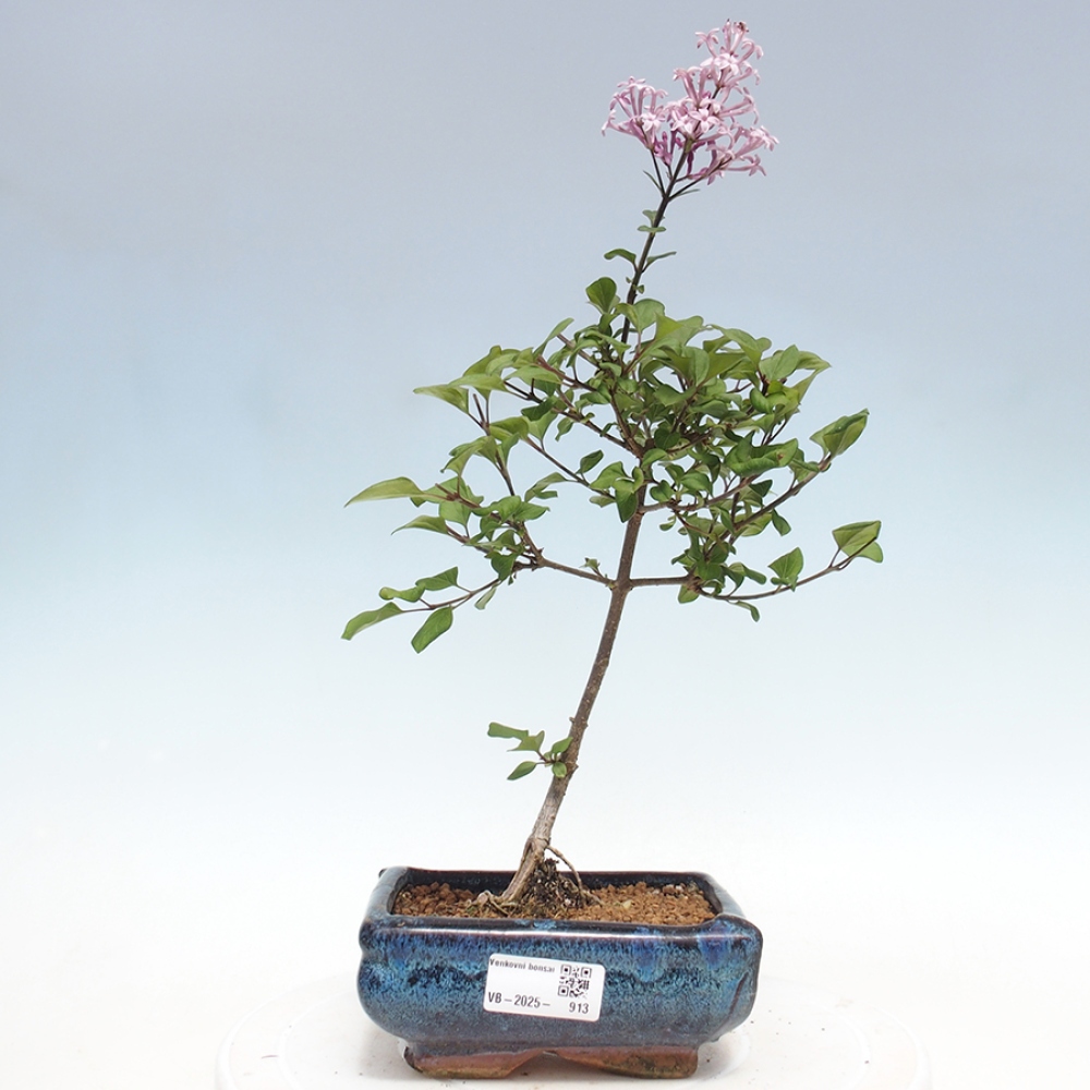 Bonsai zewnętrzne - Syringa Meyeri Palibin - Liliowy Meyera