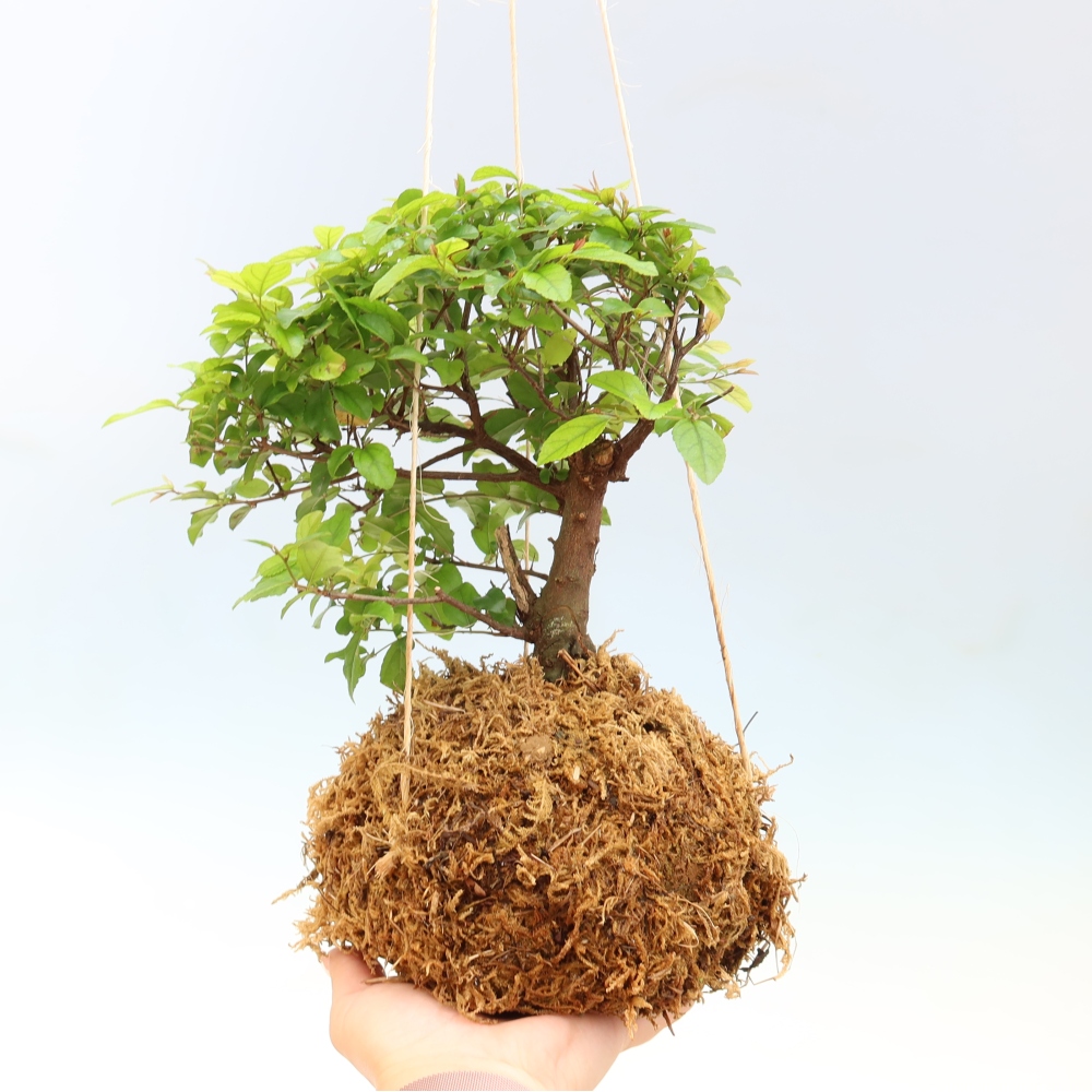 Kokedama w ceramice - Herbata Sagerecia - Sageretia thea