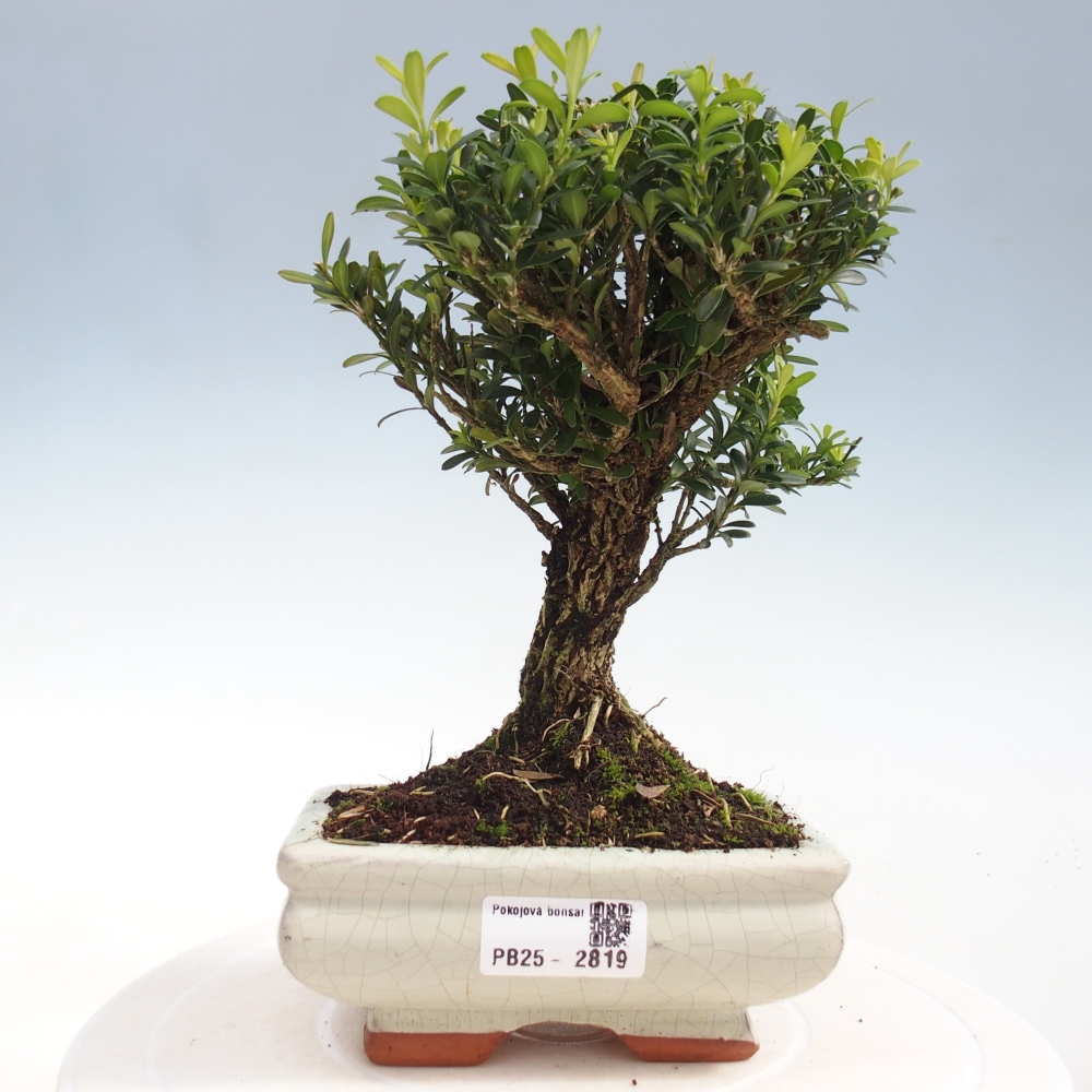 Pokój Bonsai - Buxus harlandii - Bukszpan korkowy
