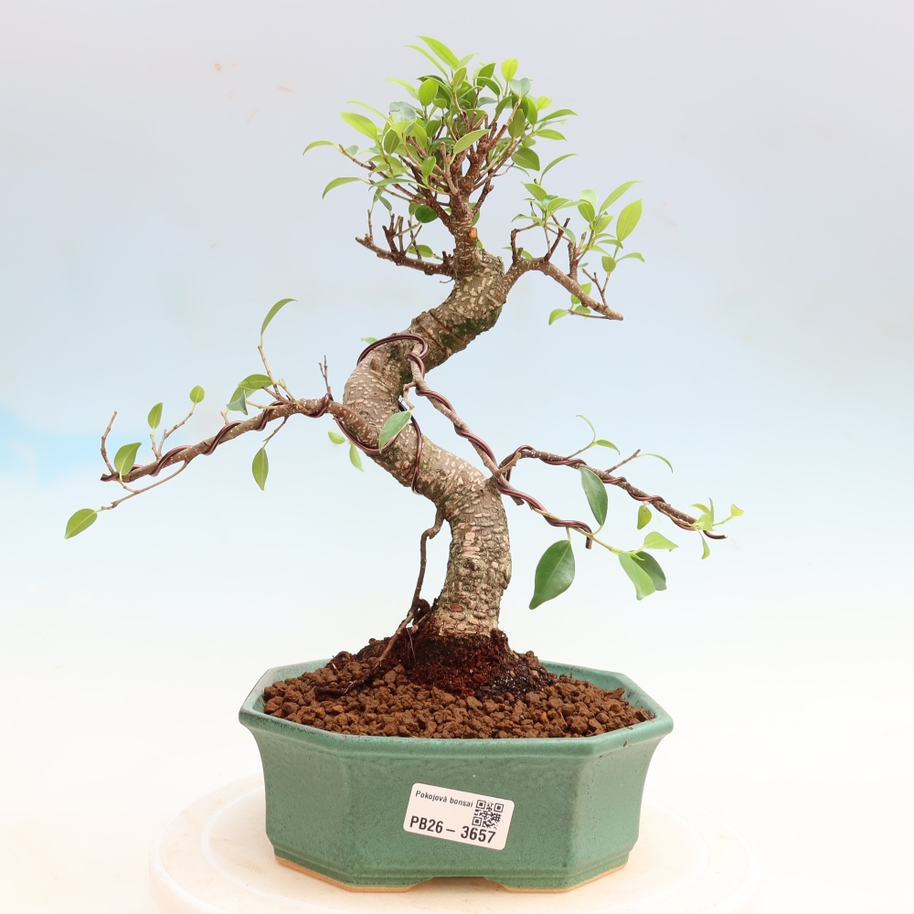 Pokój bonsai - Ficus kimmen - figowiec drobnolistny