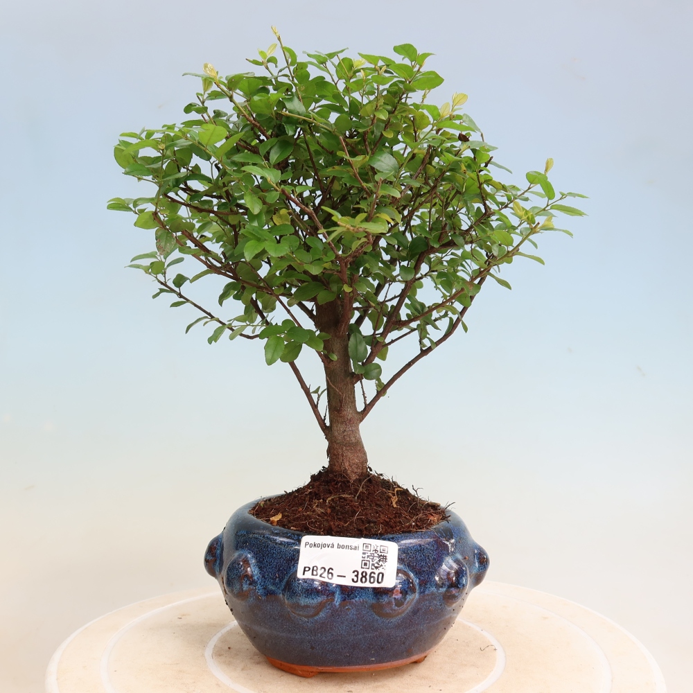 Bonsai pokojowe - Sageretia thea - Sageretia thea