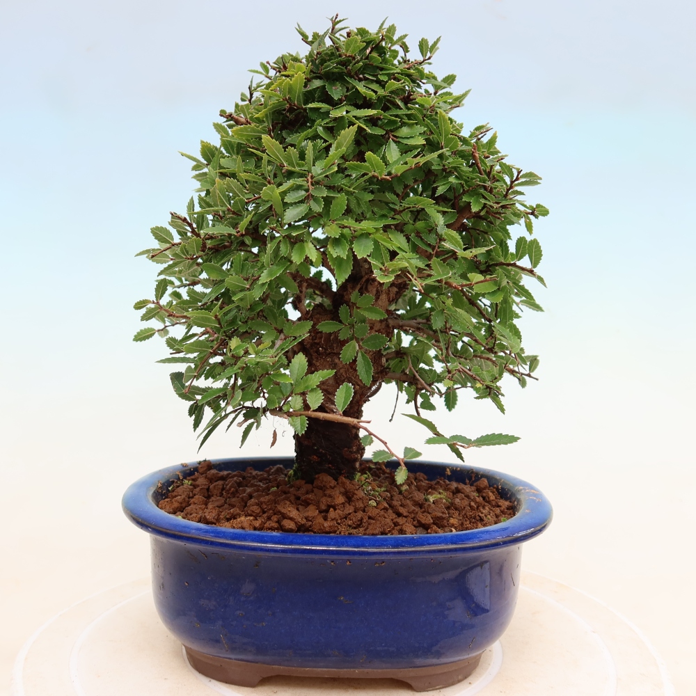 Bonsai zewnętrzne - Zelkova - Zelkova NIRE