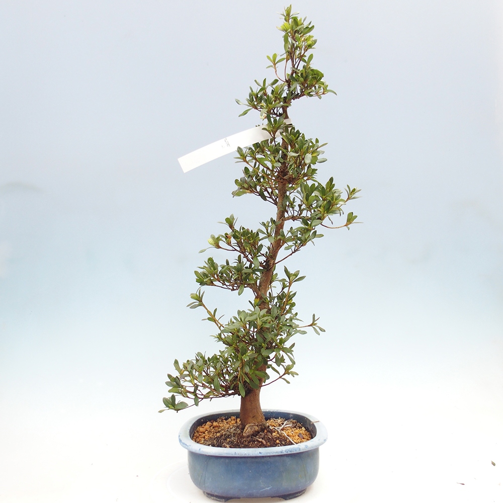 Bonsai zewnętrzne - Azalia japońska - Azalia Karenai-no-tenshi