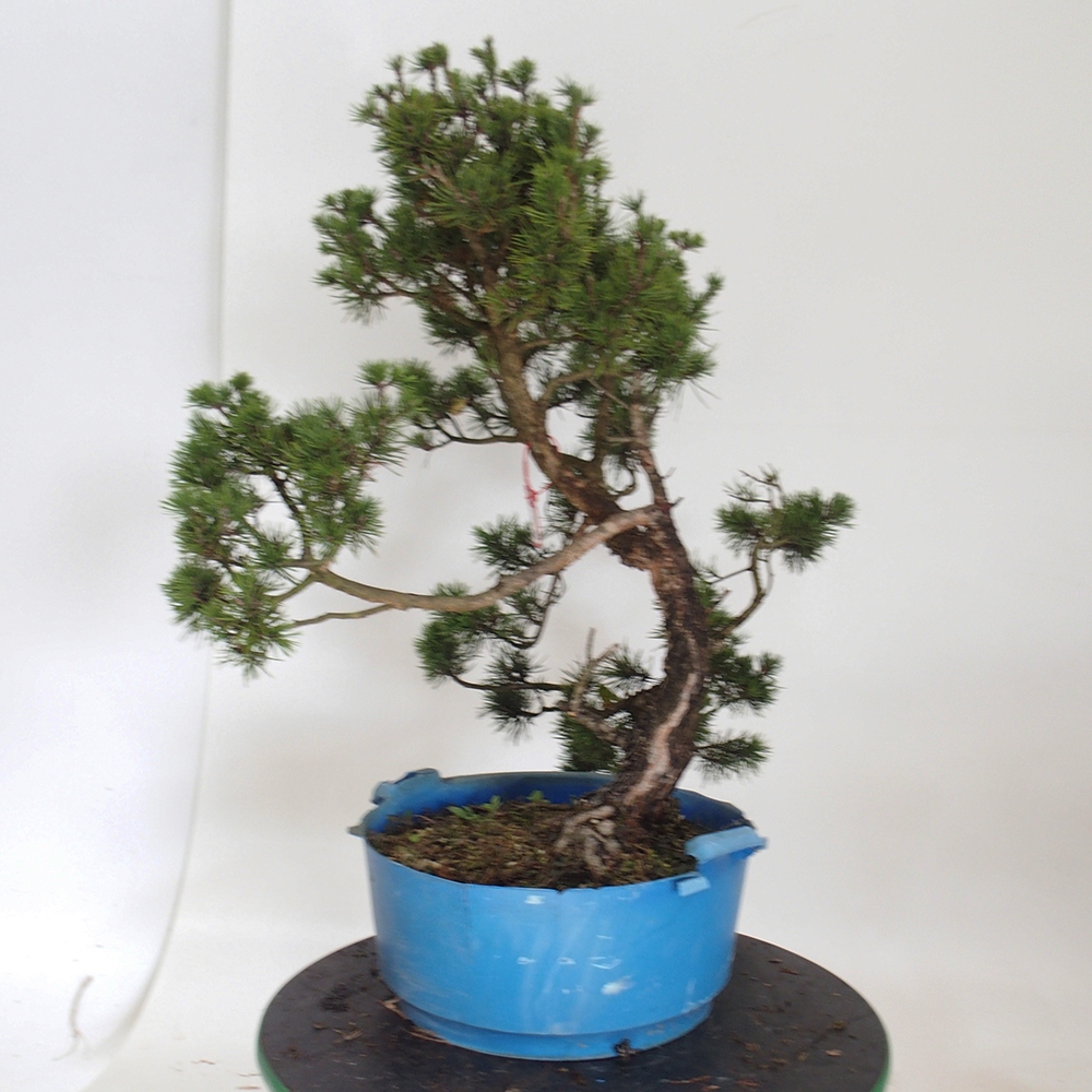 Yamadori - Pinus sylvestris Hiszpania
