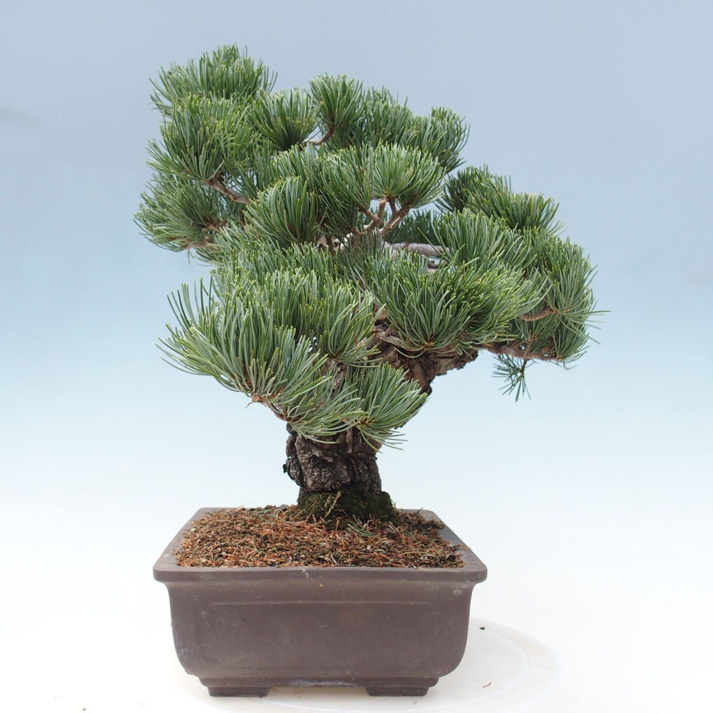 Outdoor bonsai - Pinus parviflora - Mała sosna