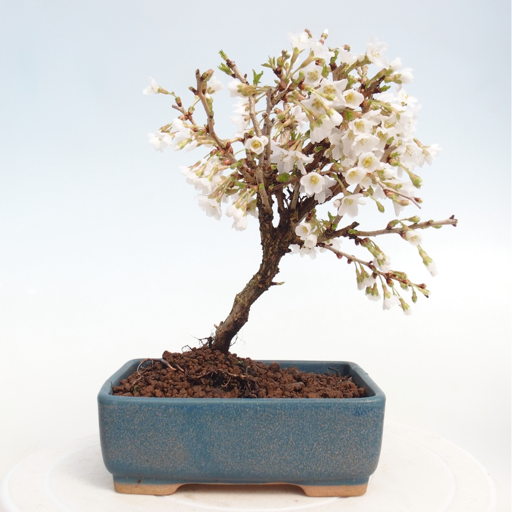 Outdoor bonsai - Prunus incisa Kojou-no mai-Plivon wycięty