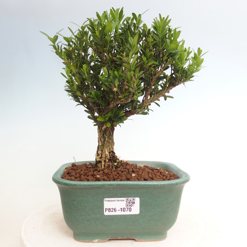 Pokój bonsai - Buxus harlandii - buxus korkowy