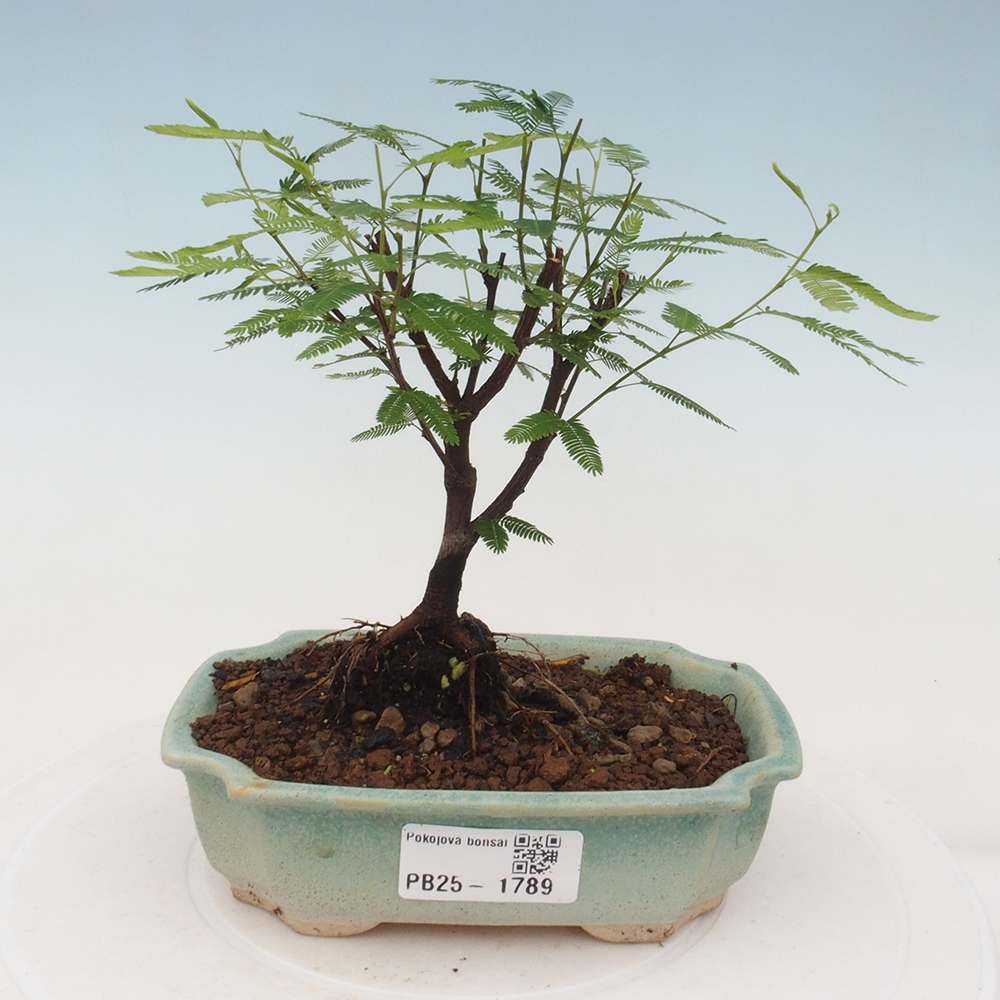 Pokój bonsai-Calliandra surinamensis Dixie Pink - Kaliandra z Surii