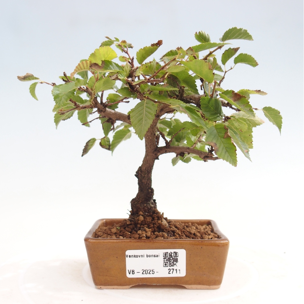 Na zewnątrz bonsai-Karpiny KARPINOWE - Koreański Grab