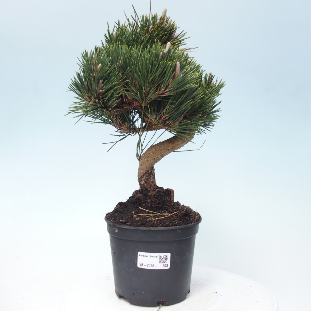 Outdoor bonsai - Pinus thunbergii senjyumaru - Sosna Thunberga