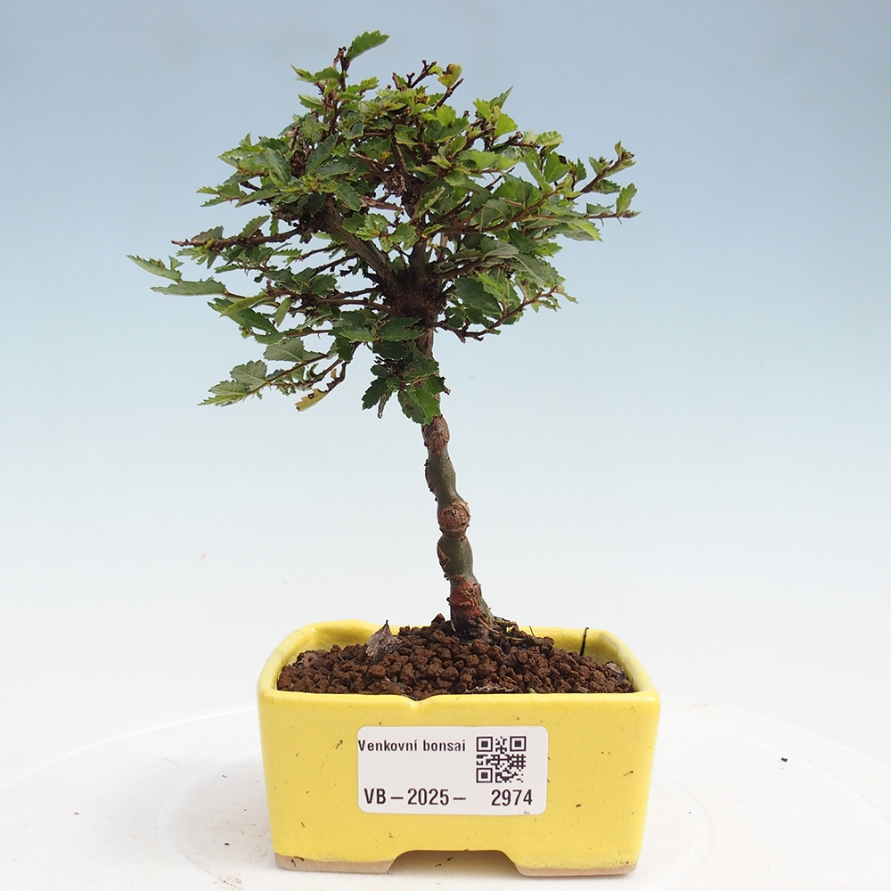 Bonsai zewnętrzne - Ulmus parvifolia Sagei - Wiąz drobnolistny