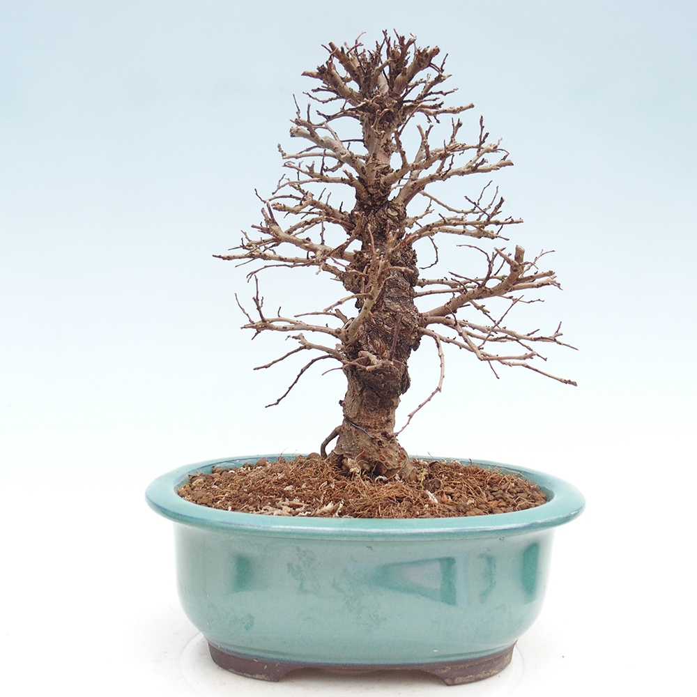 Bonsai zewnętrzne - Zelkova - Zelkova NIRE