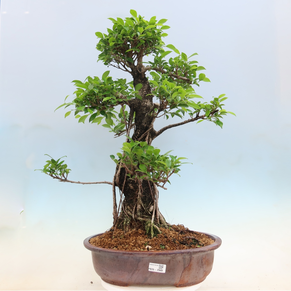 Pokój bonsai - Ficus kimmen - figowiec drobnolistny
