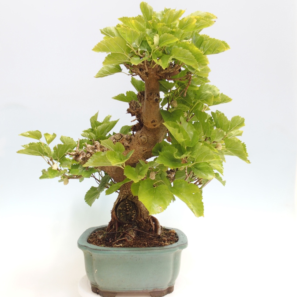 Bonsai outdoor - Morus alba - morwa
