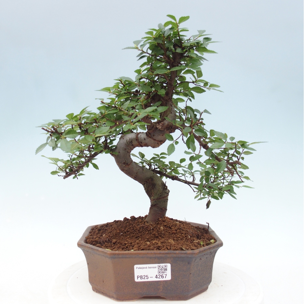Pokój bonsai - Ulmus parvifolia - Wiąz drobnolistny