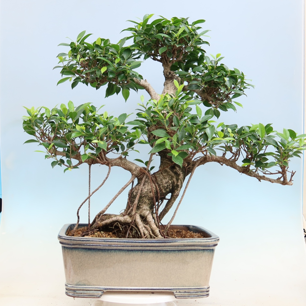 Pokój bonsai - Ficus kimmen - figowiec drobnolistny