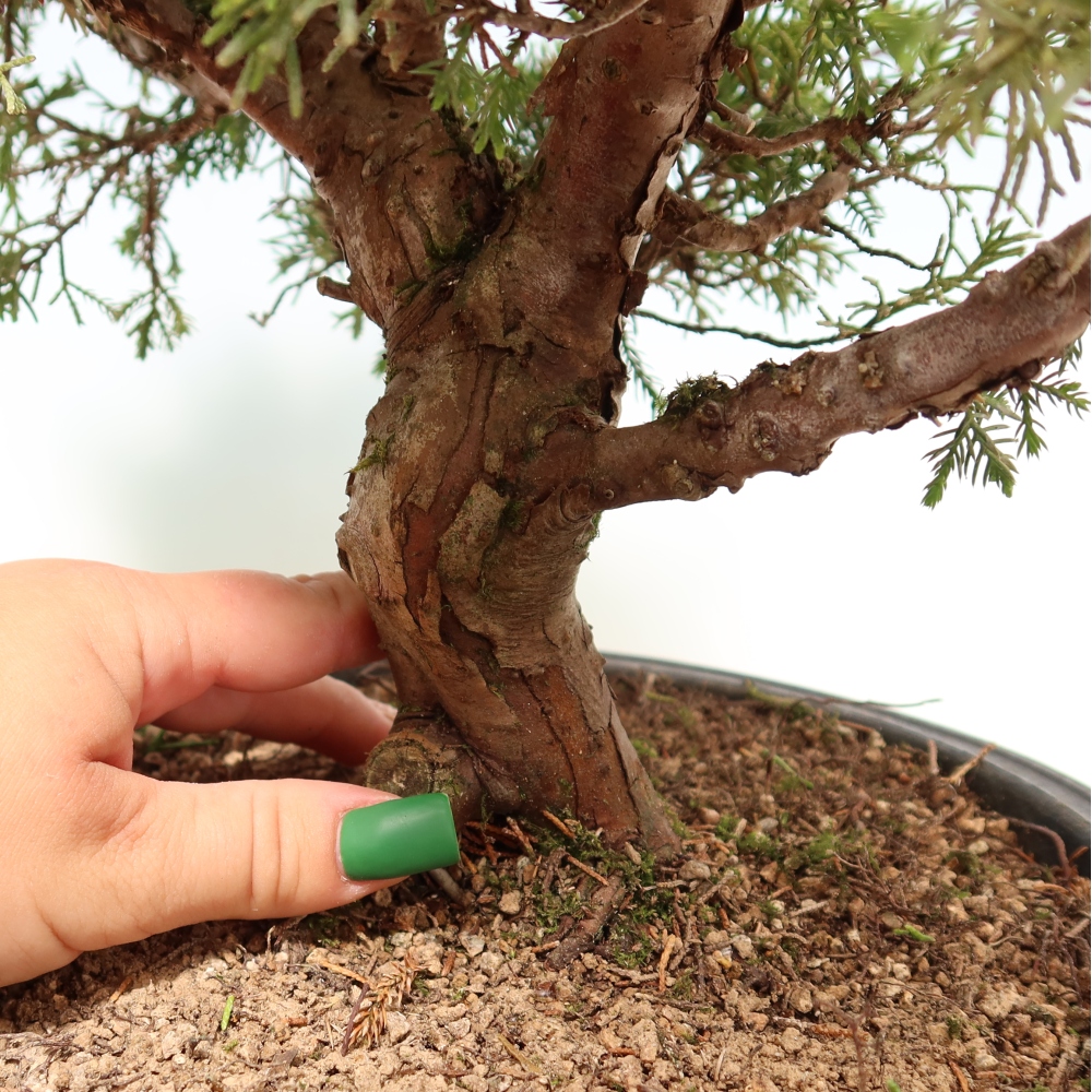 Bonsai ogrodowe – Juniperus chinensis Itoigawa – jałowiec chiński