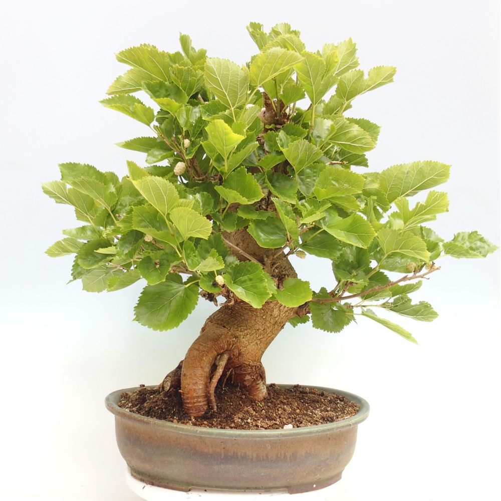 Bonsai outdoor - Morus alba - morwa