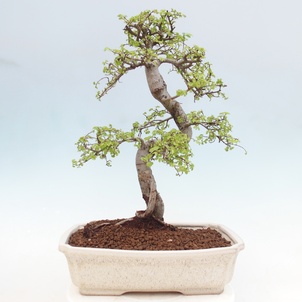 Pokój bonsai - Ulmus parvifolia - Wiąz drobnolistny