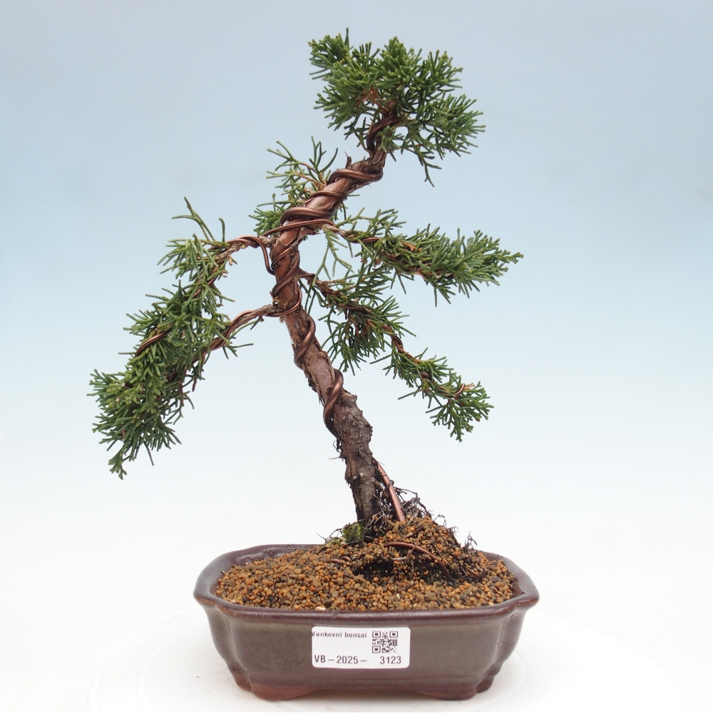 Bonsai zewnętrzne - Juniperus chinensis Kishu - Jałowiec chiński