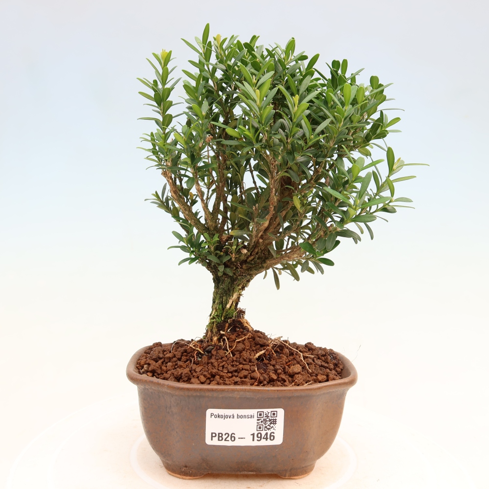 Pokój bonsai - Buxus harlandii - buxus korkowy