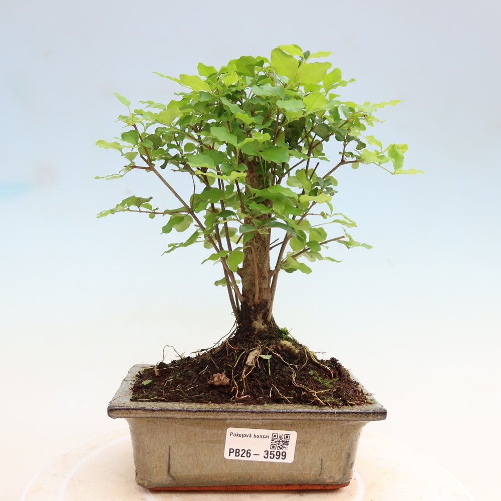 Pokój bonsai - Ligustrum chinensis - Dziób ptaka