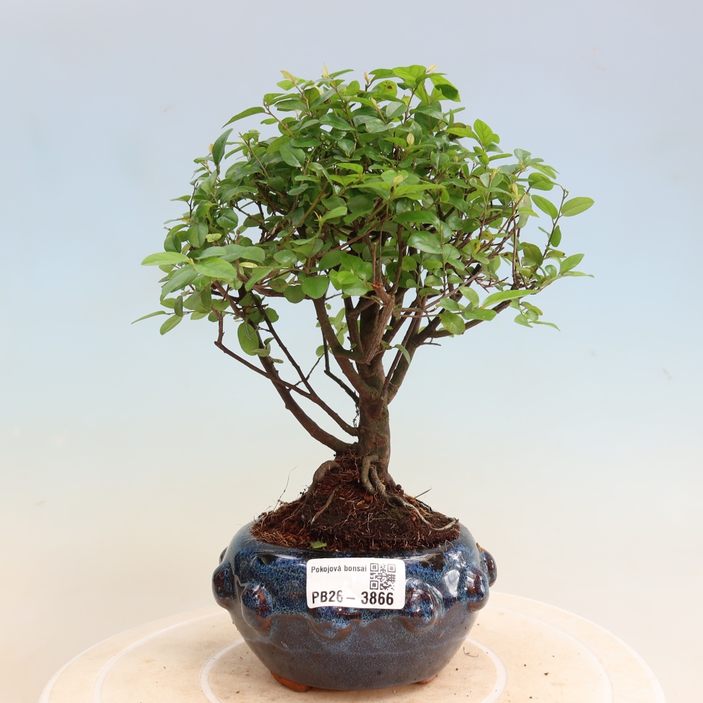 Bonsai pokojowe - Sageretia thea - Sageretia thea