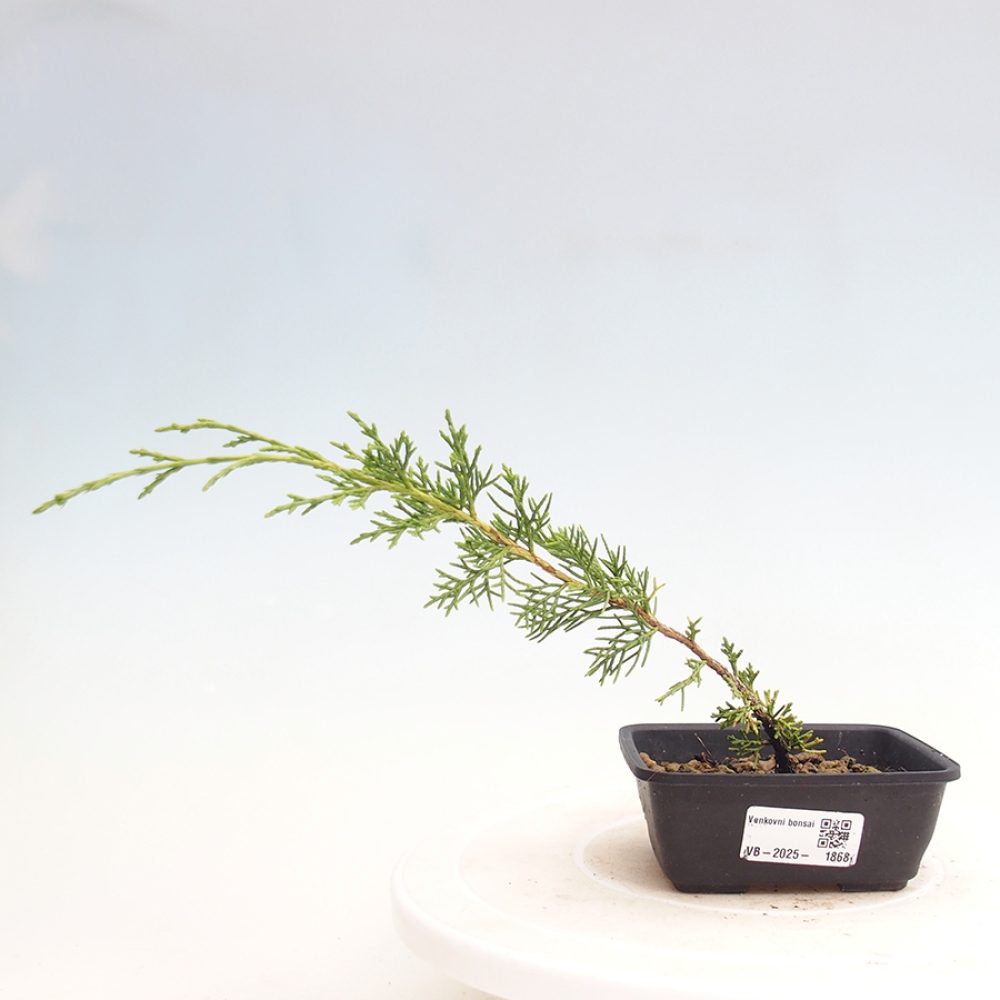 Outdoor bonsai - Juniperus chinensis Itoigawa - Jałowiec chiński