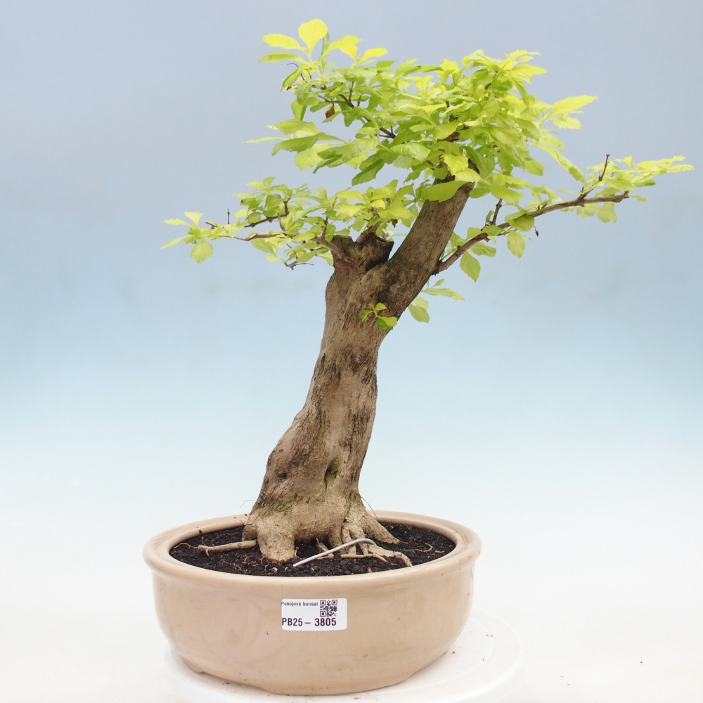 Bonsai pokojowe - Duranta erecta Aurea
