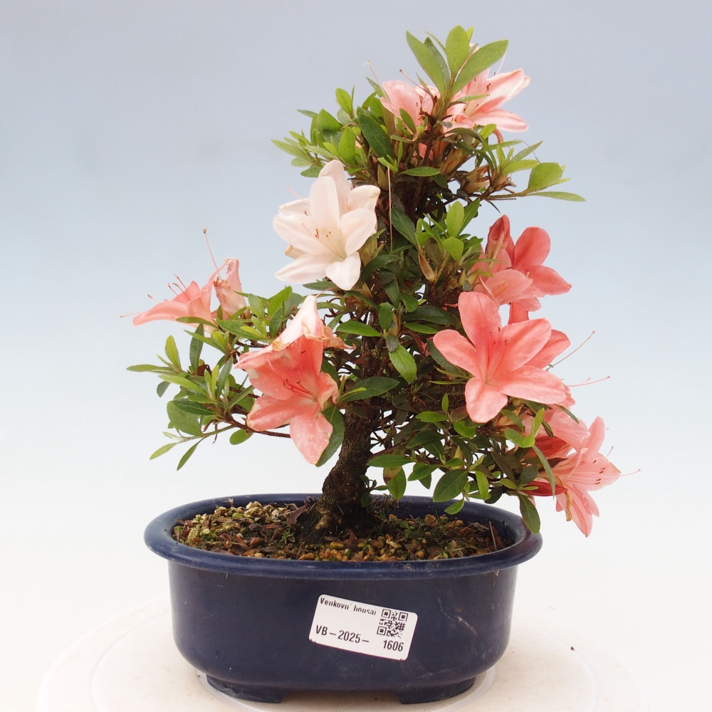 Bonsai ogrodowe - azalia japońska - Azalea Nikko