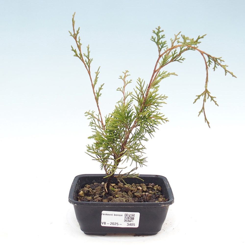 Outdoor bonsai - Juniperus chinensis Itoigawa - Jałowiec chiński