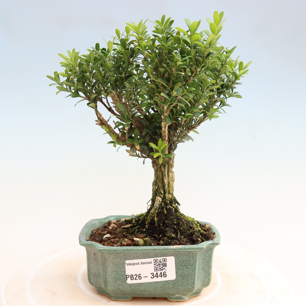 Pokój bonsai - Buxus harlandii - buxus korkowy