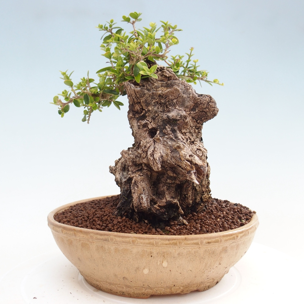 Kryte bonsai - Olea europaea sylvestris - Europejska oliwa z małych liści