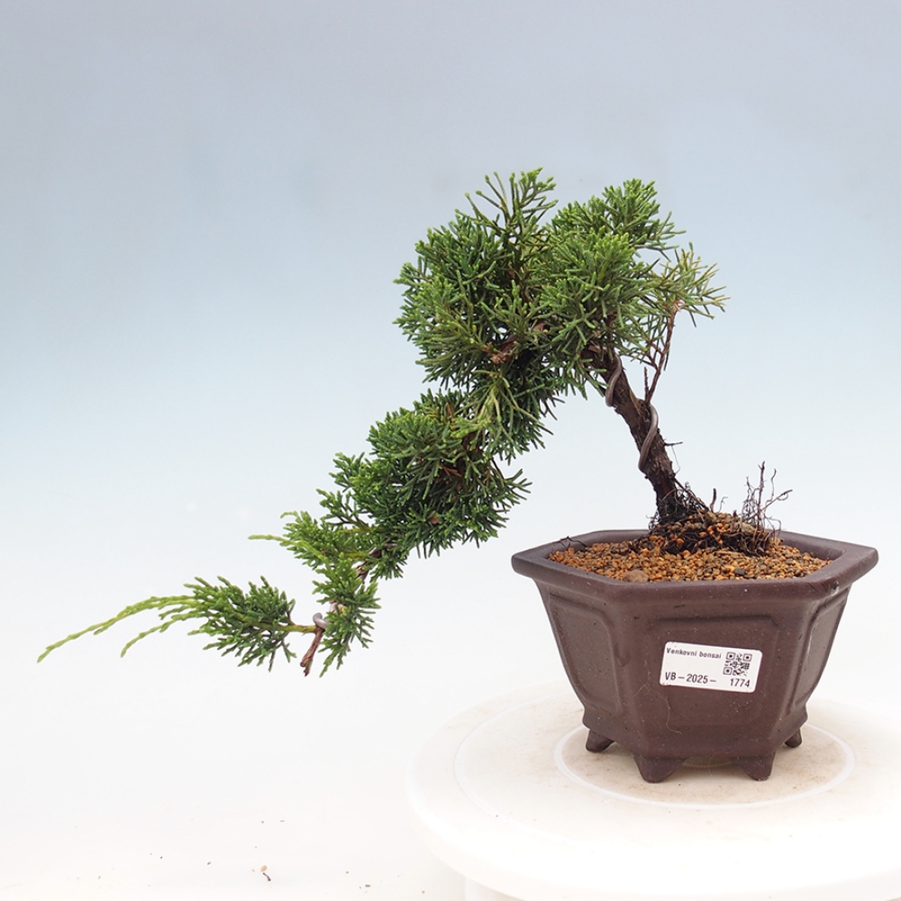 Bonsai zewnętrzne - Juniperus chinensis Kishu - Jałowiec chiński