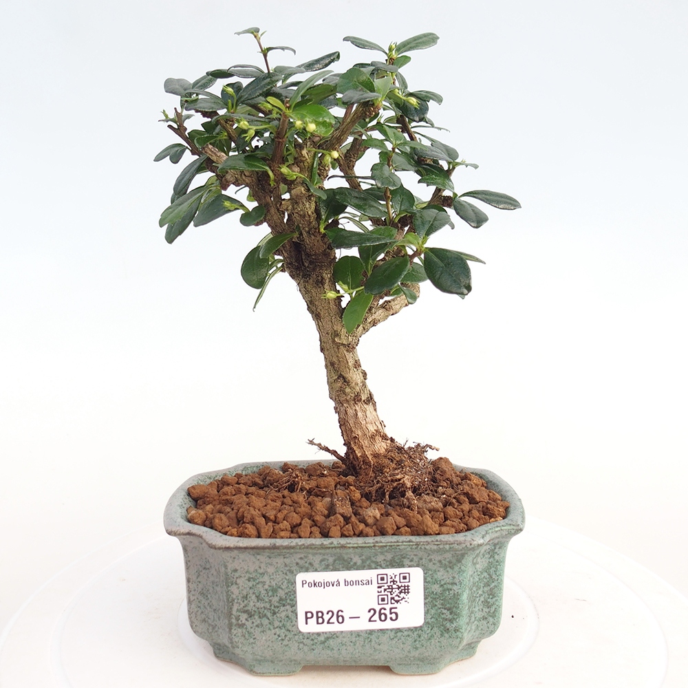 Bonsai pokojowe - Carmona macrophylla - Tea fuki