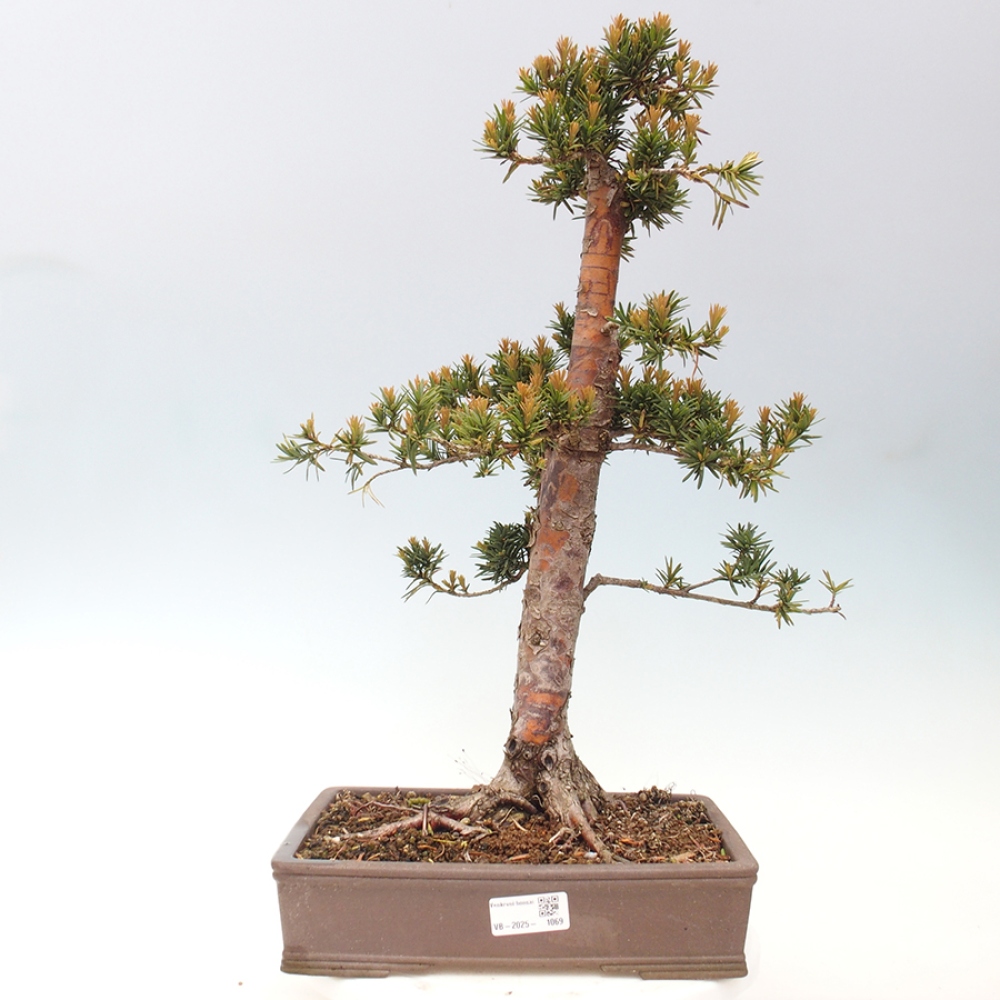 Bonsai na zewnątrz - Taxus cuspidata - cis japoński
