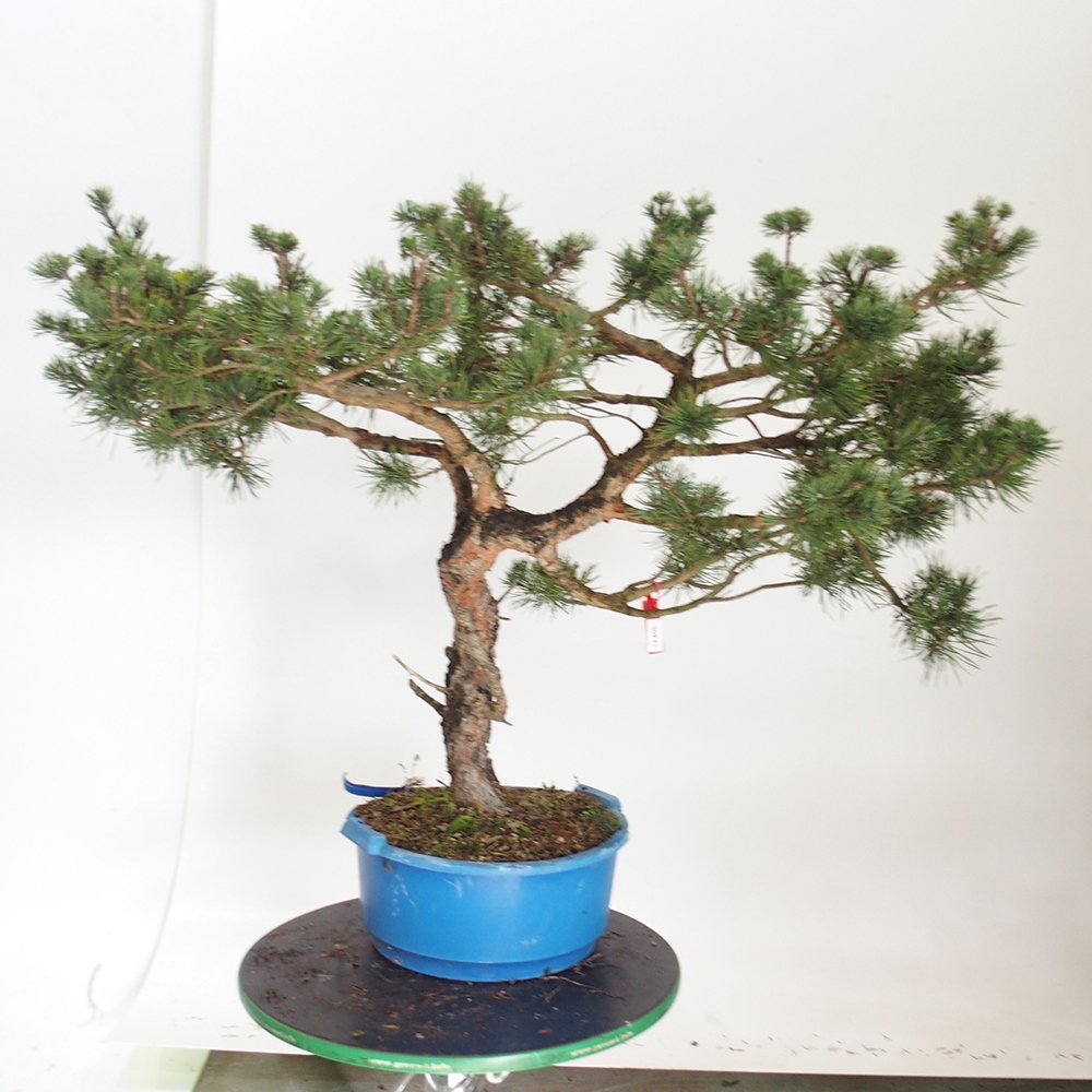 Yamadori - Pinus sylvestris Hiszpania