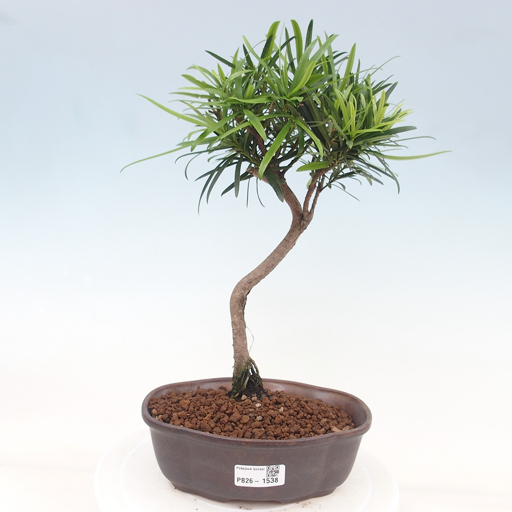 Pokój bonsai - Podocarpus - Kamienny cis