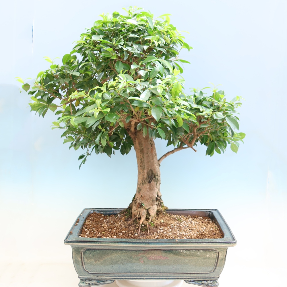 Pokój bonsai - Wiśnia australijska - Eugenia uniflora