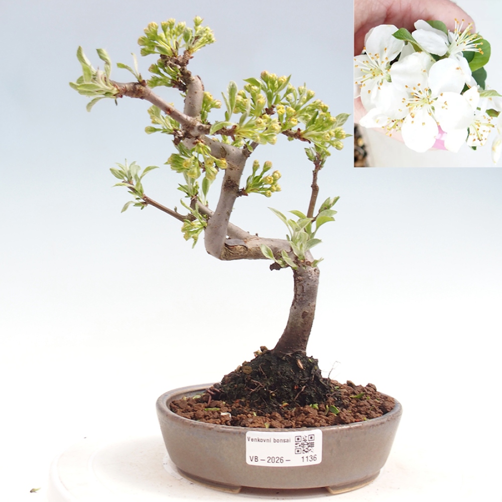 Outdoor bonsai - Malus sargentii - Jabłoń drobnoowocowa