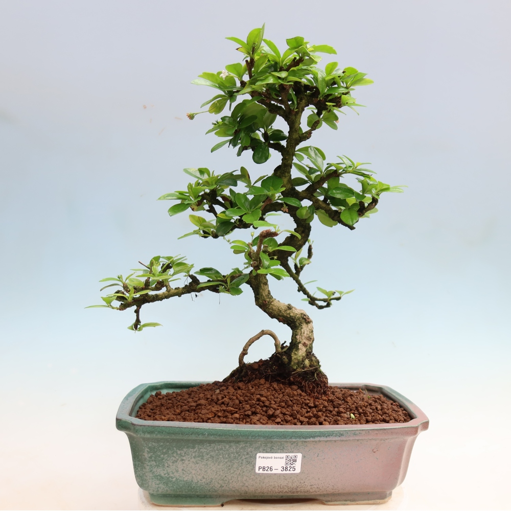 Bonsai pokojowe - Carmona macrophylla - Tea fuki
