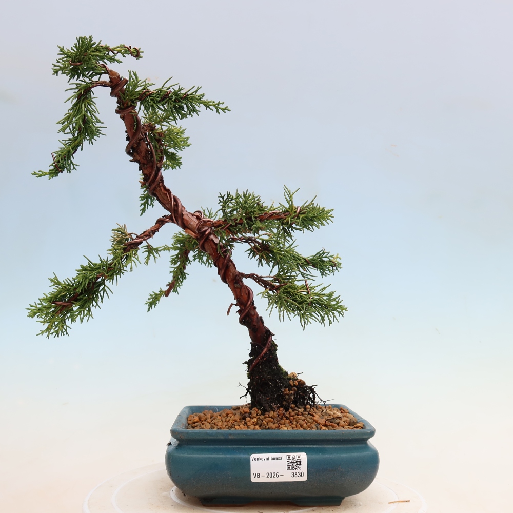 Outdoor bonsai - Juniperus chinensis Kishu